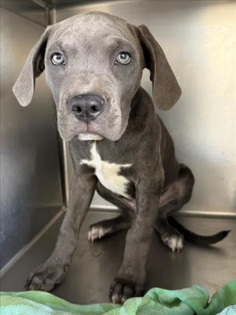 Angus - Cane Corso Mastiff