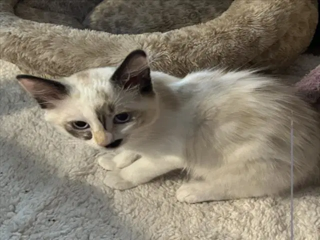 Charlie image 1