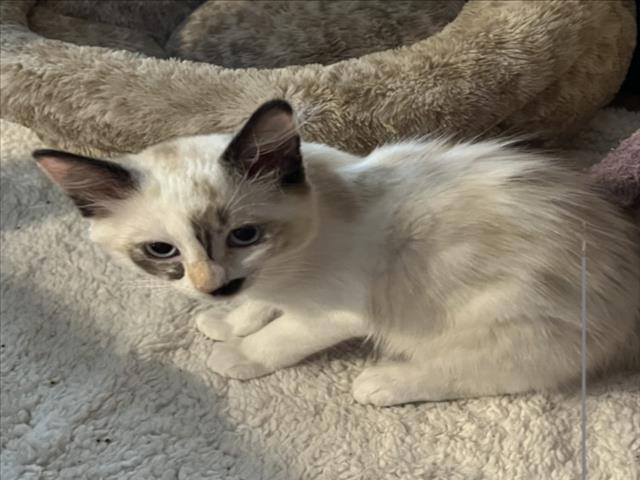 Charlie