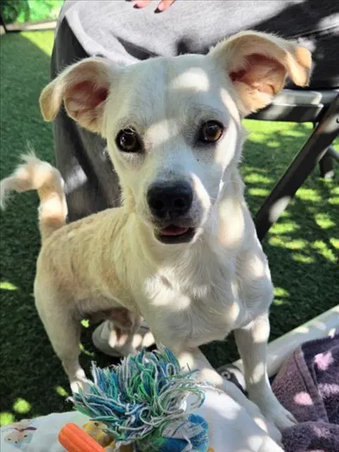 Charming - Chihuahua