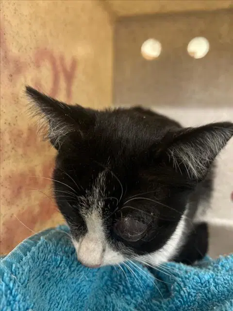 Unknown - Domestic Short Hair