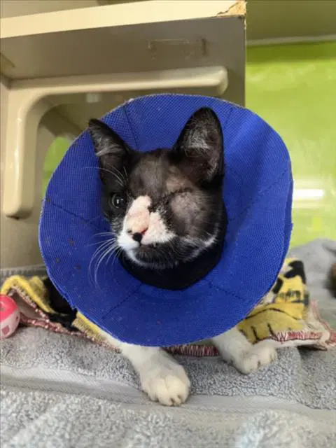 Unknown - Domestic Short Hair