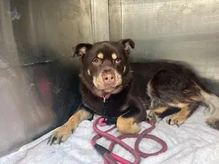 Honey - Rottweiler