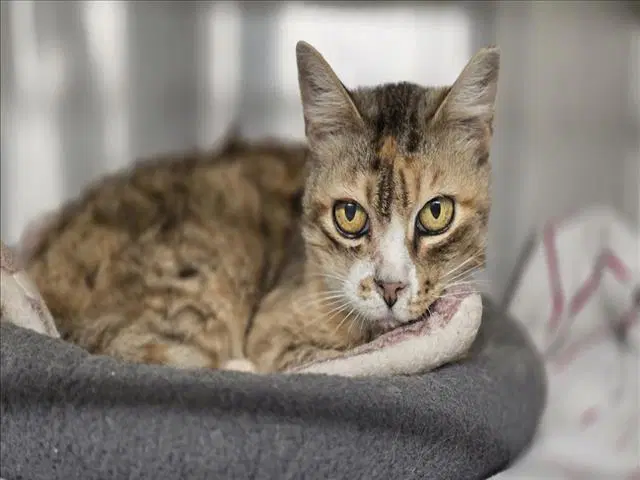 Cleocatra - Domestic Short Hair