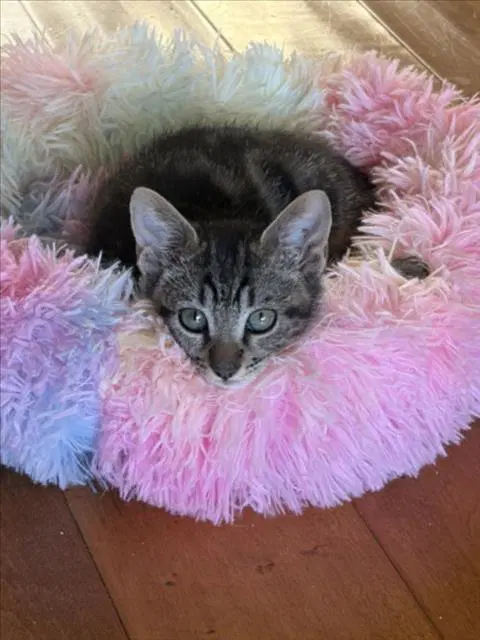Mr Marbles - Domestic Short Hair