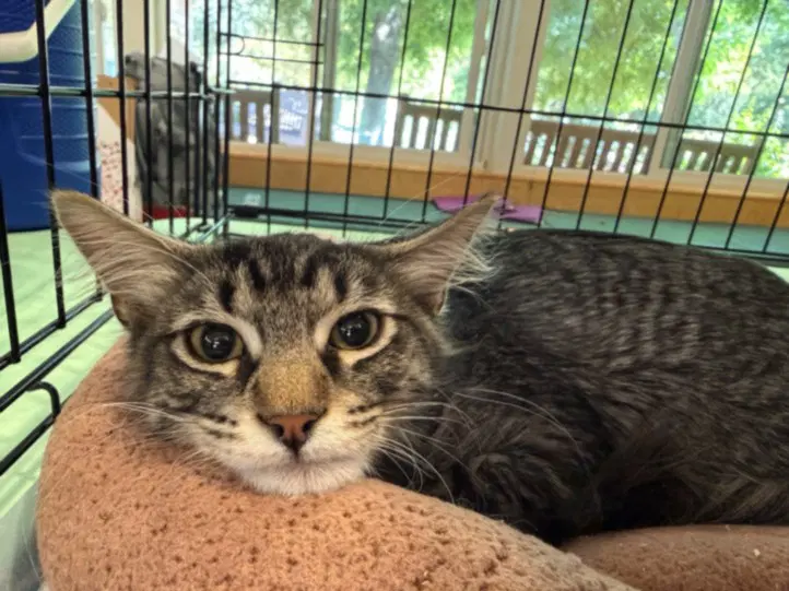 Harry - Domestic Short Hair