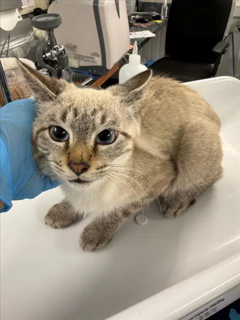 Precions - Domestic Short Hair