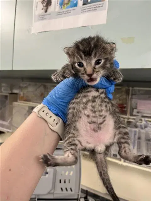 Pouncer - Domestic Short Hair