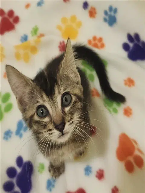 Skye - Domestic Medium Hair