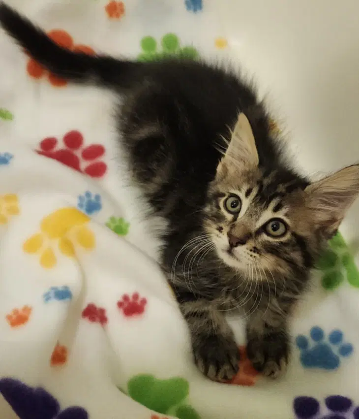 Simba - Domestic Medium Hair