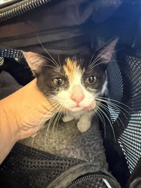 Cali - Domestic Short Hair