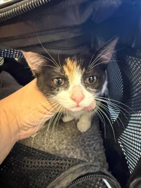 Cali