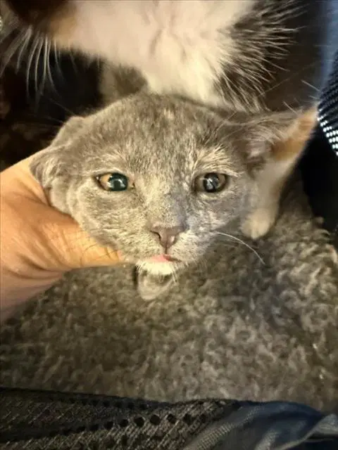 Ourao - Domestic Short Hair