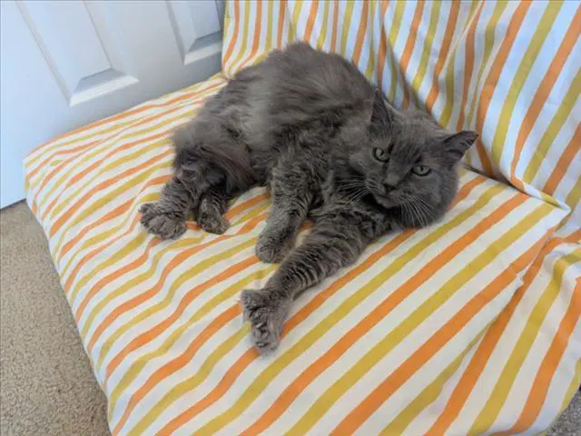 Apple - Domestic Long Hair