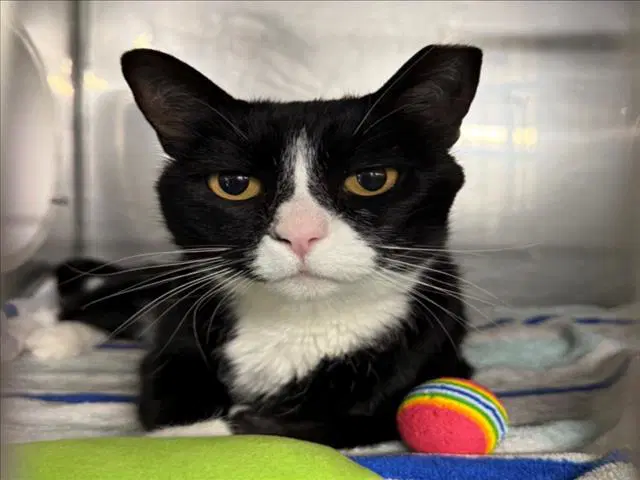 Foxie - Domestic Short Hair