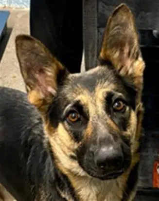 Sadie - German Shepherd Dog