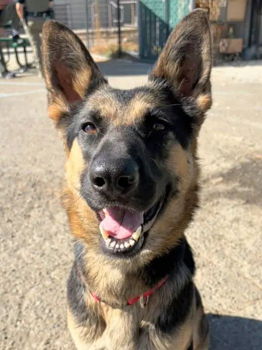 Sadie - German Shepherd Dog