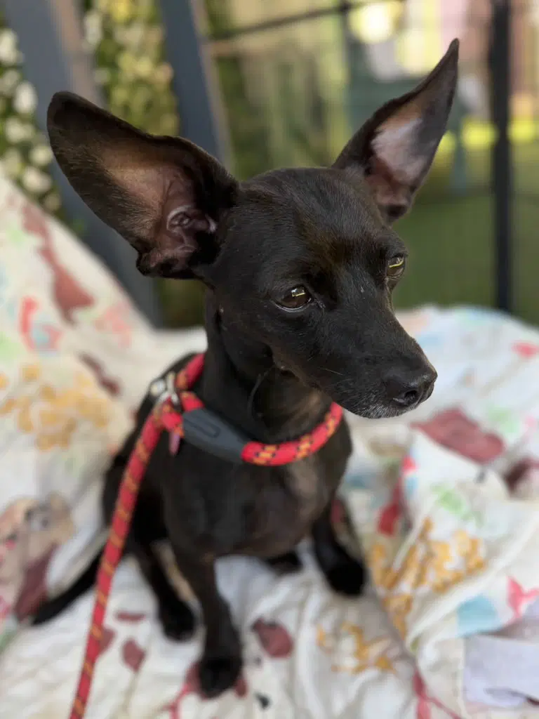 Minnie - Chihuahua
