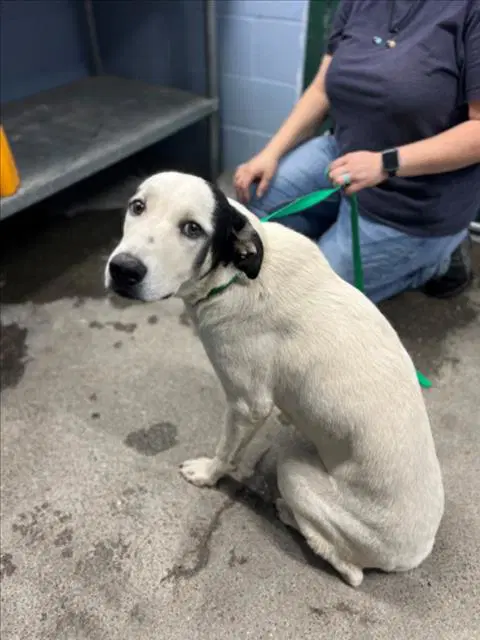 Nani - Anatolian Shepherd