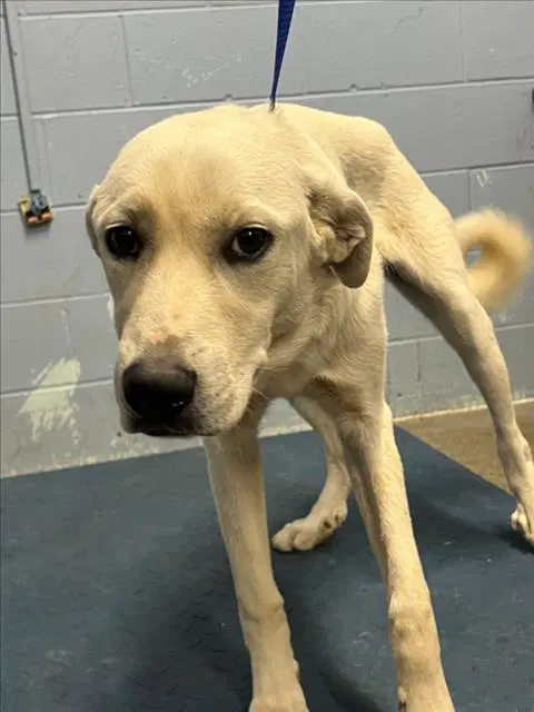 Lilo - Anatolian Shepherd