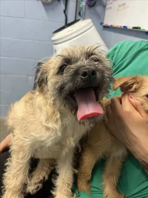 Tarzan - Terrier