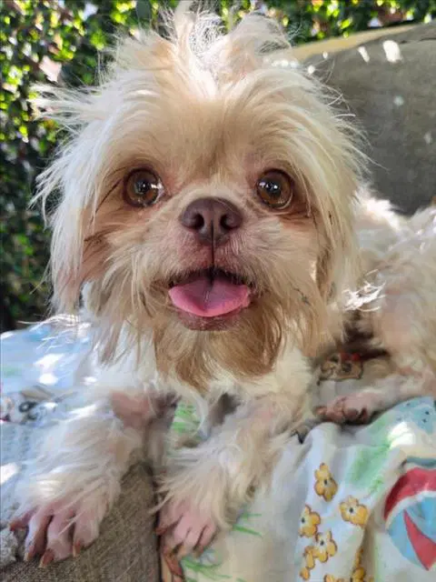 Daisy - Shih Tzu