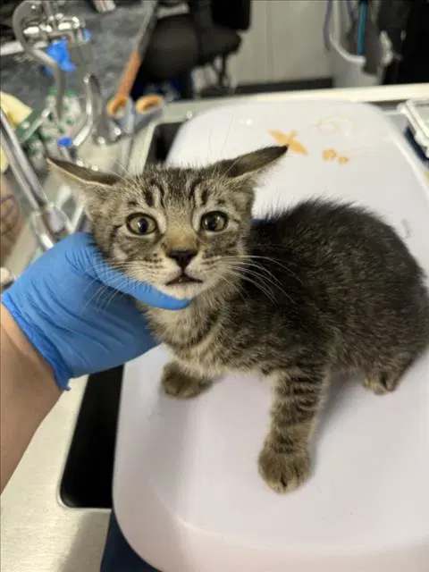Meeko - Domestic Short Hair