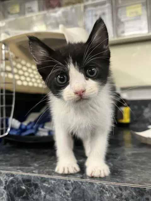 Cowboy - Domestic Short Hair