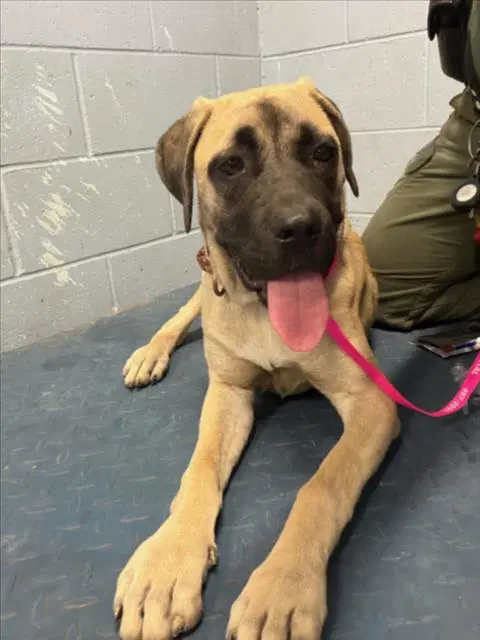 Kiara - Mastiff