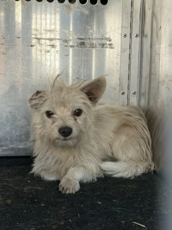 Turk - Terrier