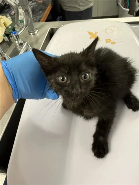 Lucy - Domestic Short Hair