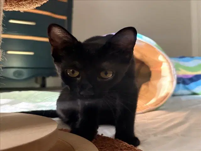 Lucy - Domestic Short Hair