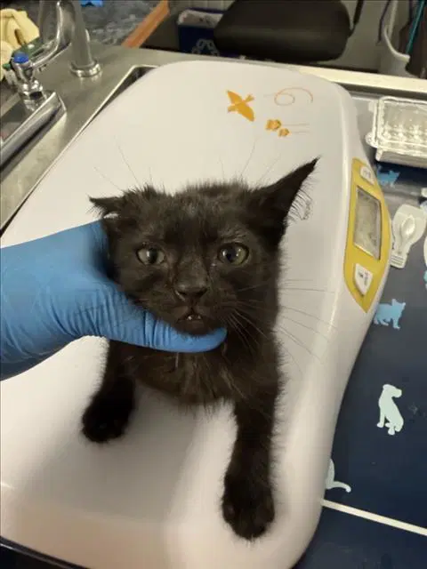 Hex - Domestic Short Hair