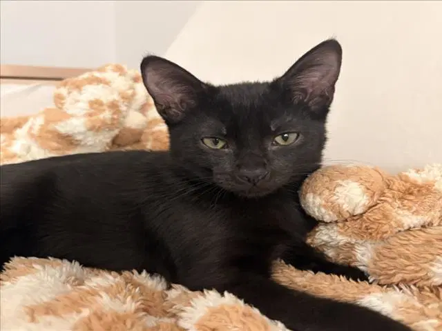 Hex - Domestic Short Hair