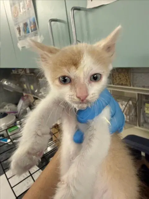 Spruce - Domestic Short Hair