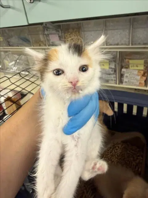 Willow - Domestic Short Hair