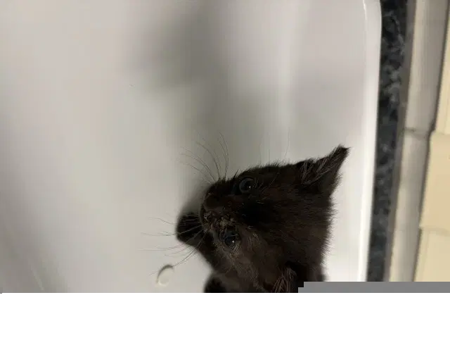 Pistachio - Domestic Short Hair