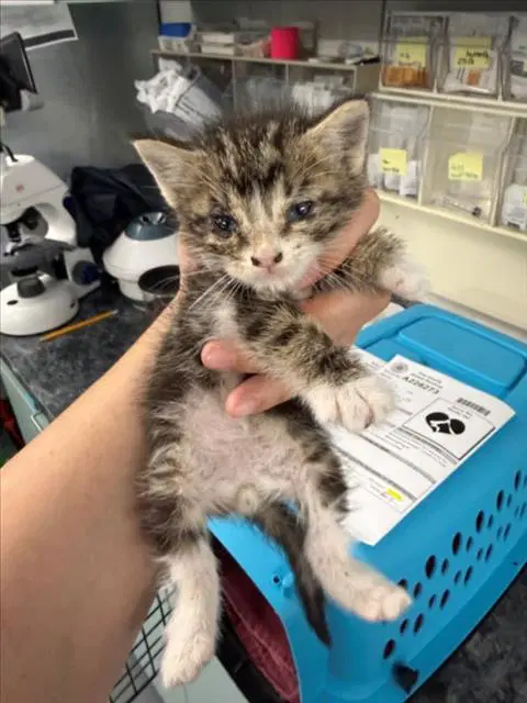 Peanut - Domestic Short Hair