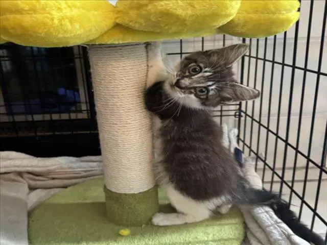 Mister - Domestic Short Hair