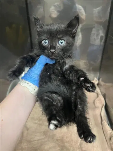 Blue - Domestic Short Hair