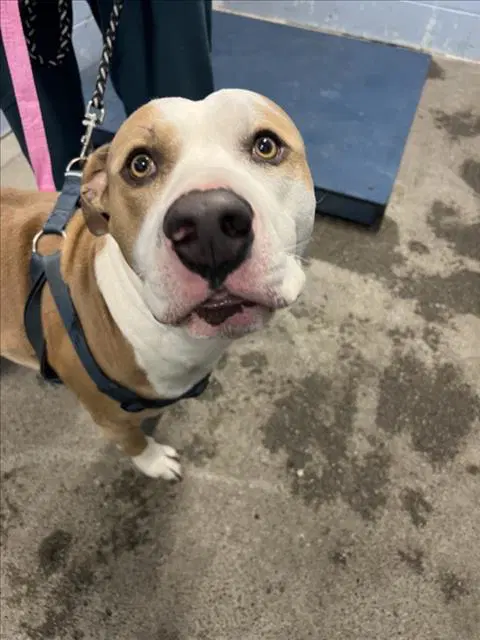 Hulk - Pit Bull Terrier