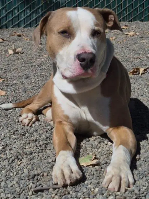 Hulk - Pit Bull Terrier