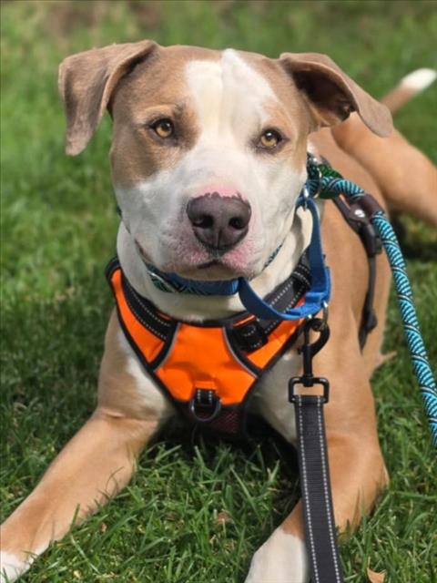 *HULK, a dog for adoption from Yolo County Animal Services Shelter