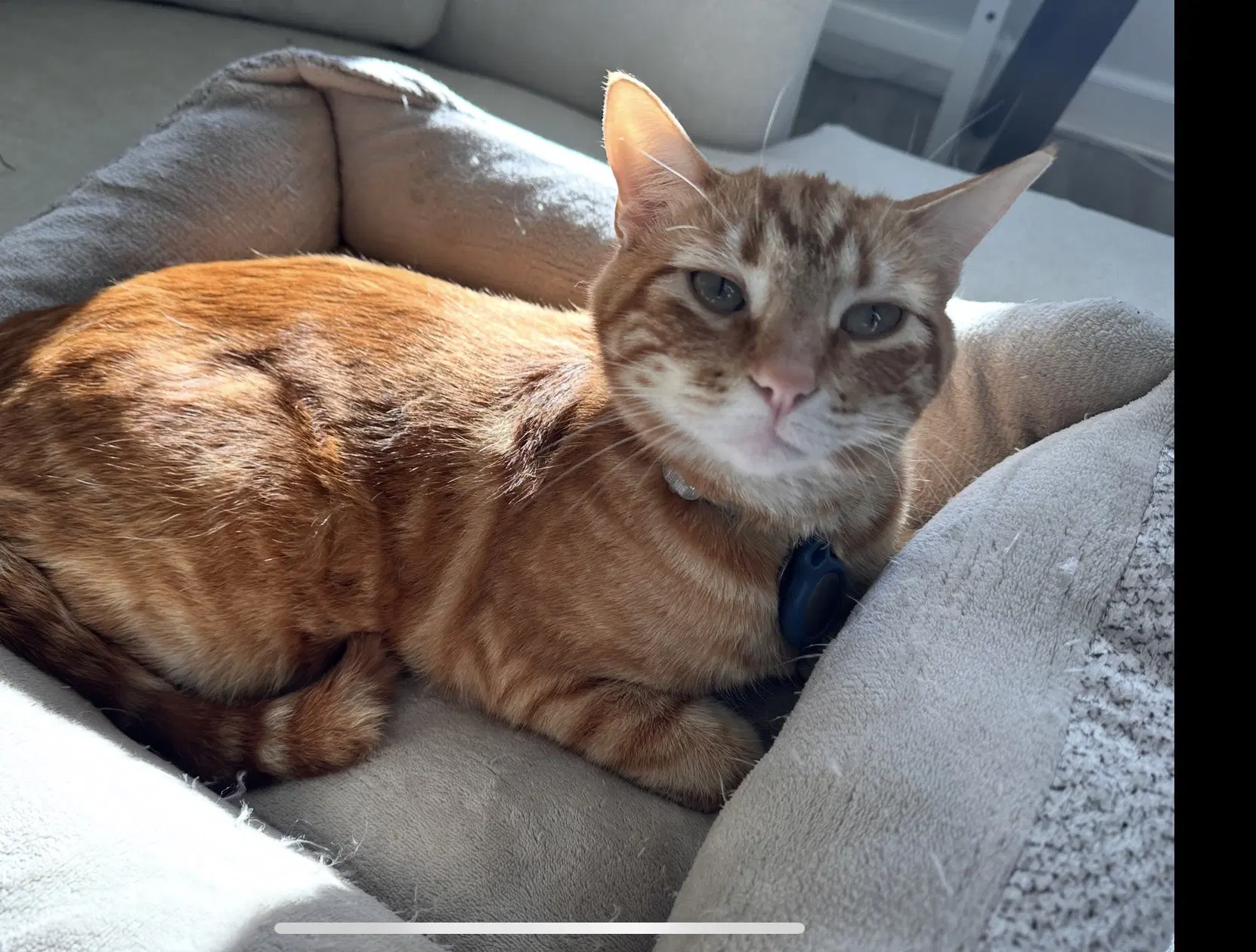 Milo - Domestic Short Hair