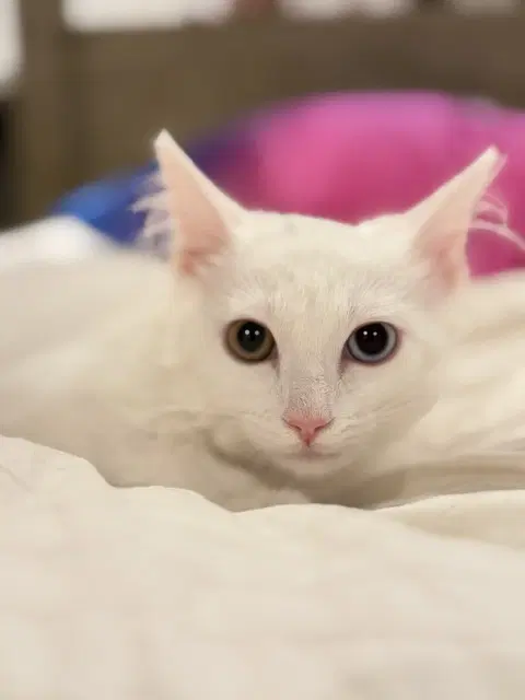 Coconut - Domestic Medium Hair