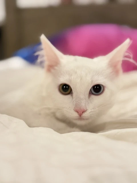 Coconut