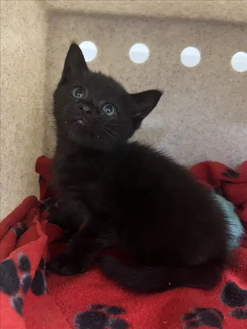 Bear - Domestic Short Hair