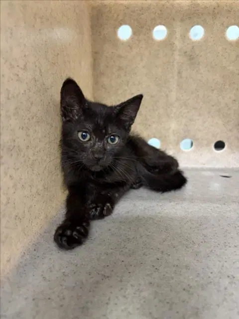 Tika - Domestic Short Hair