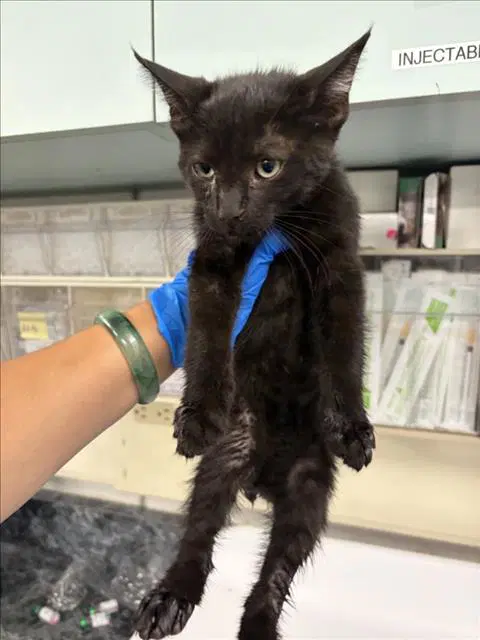 Fir - Domestic Short Hair