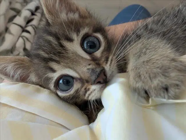 Mr Bright Eyes - Domestic Short Hair